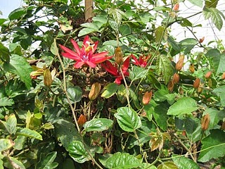 passionflower3.jpg