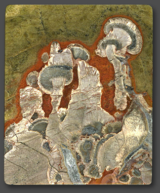 MushroomJasper.jpg