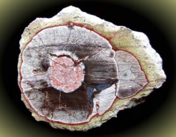 Mushroom jasper Maricopa County Arizona  orbicular rhyolite.jpg