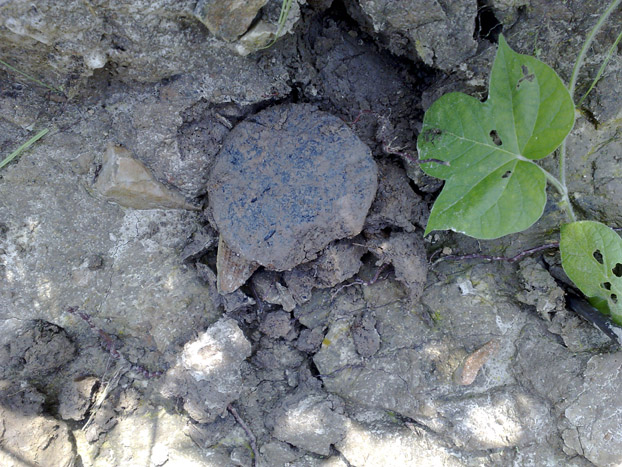 20110903342.jpg