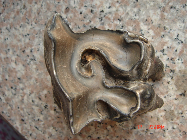 DSC02183.JPG