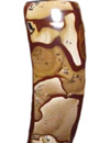 Deschutes Jasper is now impossible to mine because it's deposit is under a.jpg