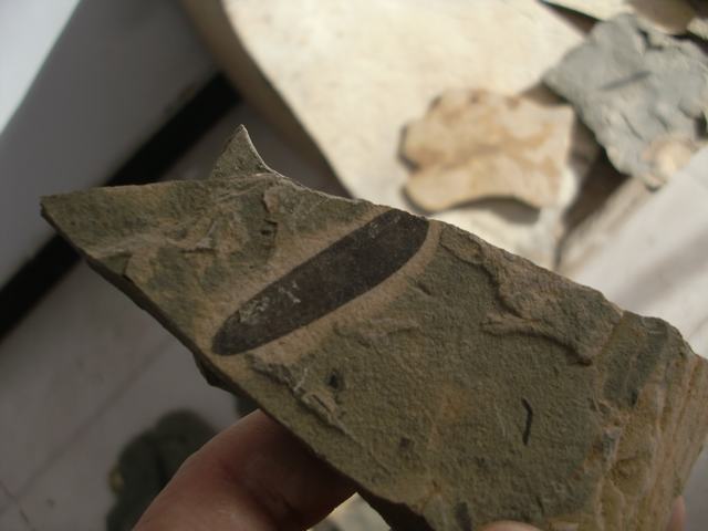 CIMG7746.JPG