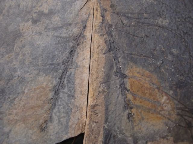 CIMG7752.JPG