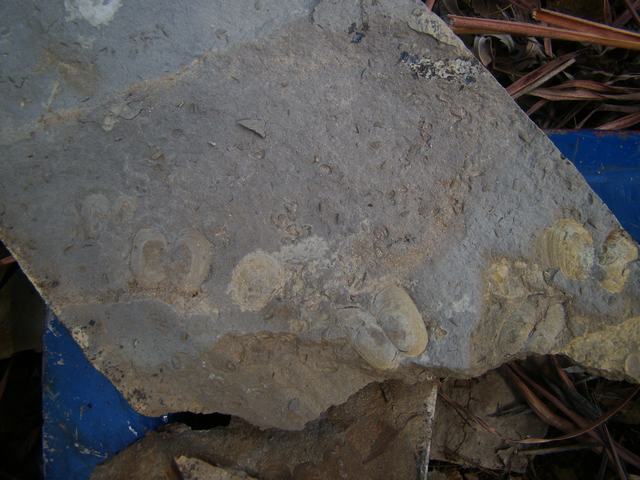 DSC03005.JPG