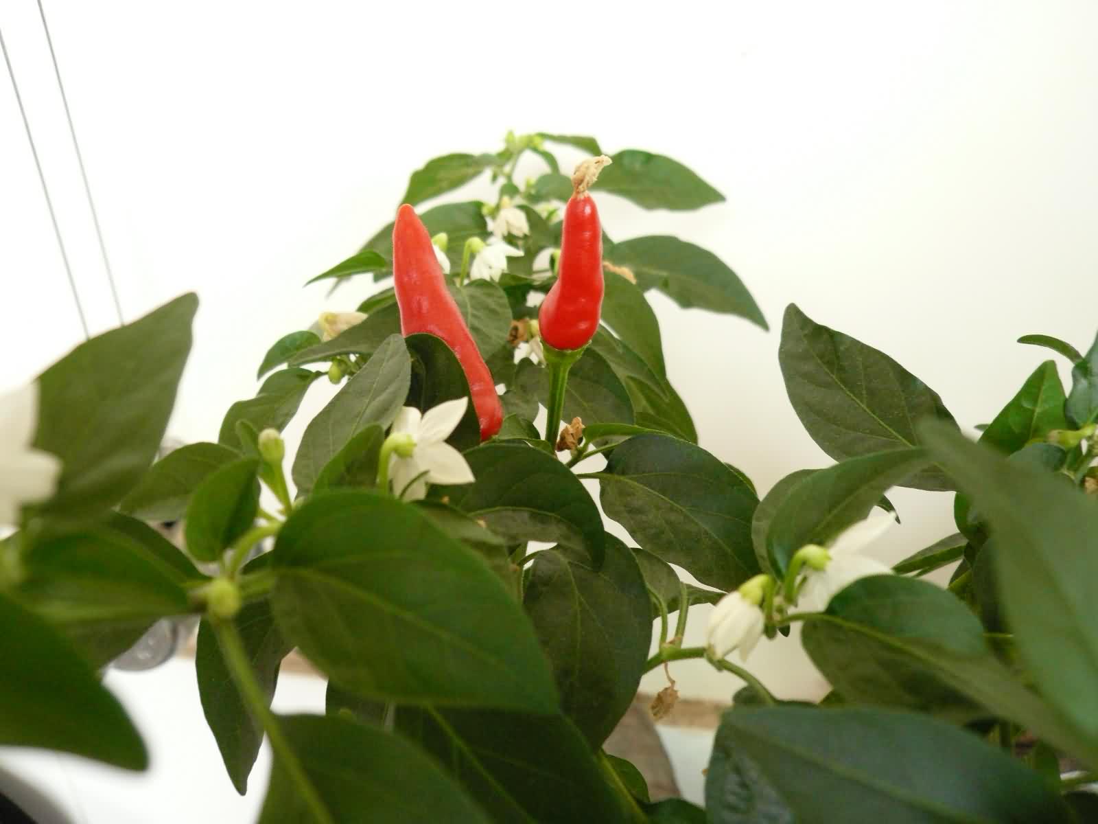 P1230656.JPG
