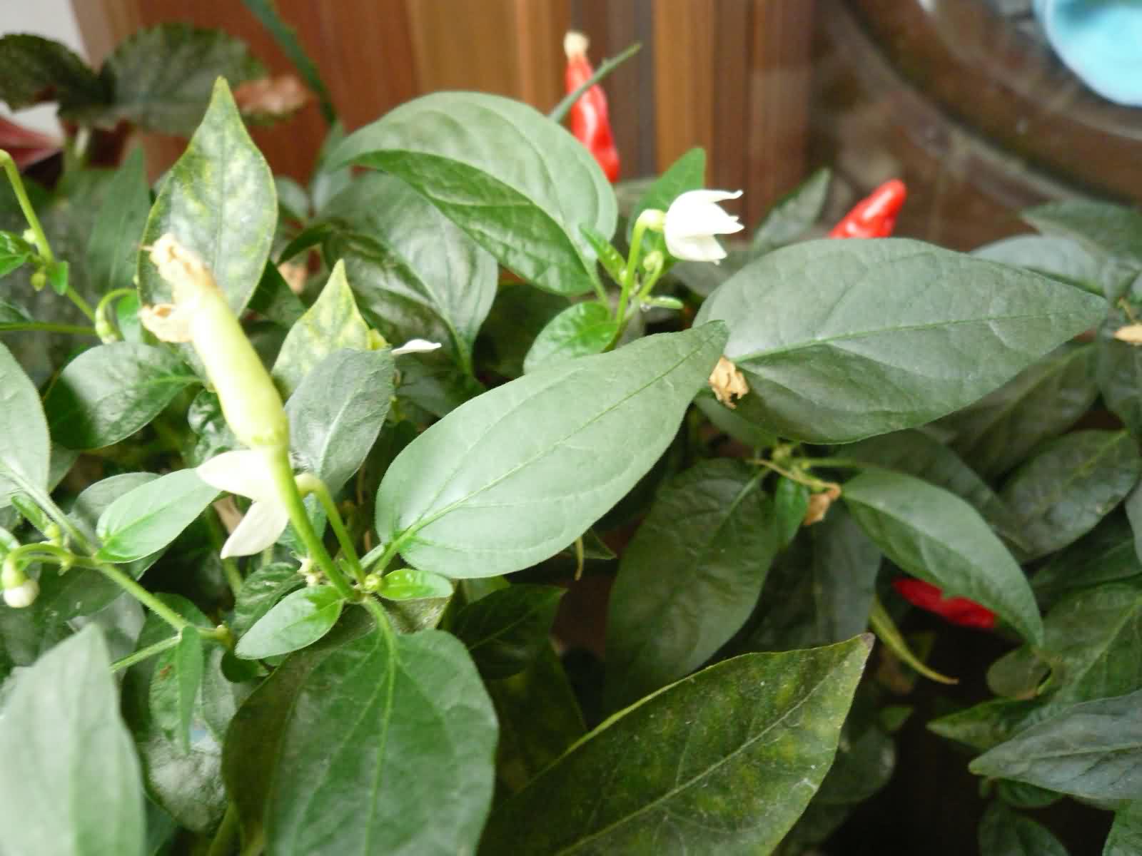 P1230660.JPG