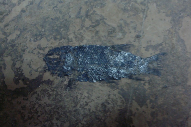 52920201_744992475.jpg