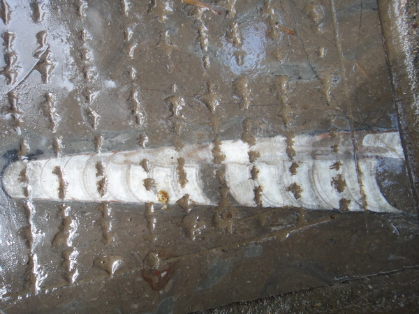 DSC02498_调整大小.JPG