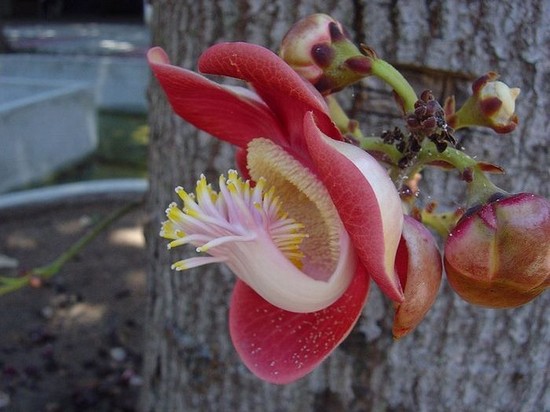 cannonball-tree.jpg