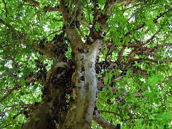 Brazilian Grape Tree1.jpg