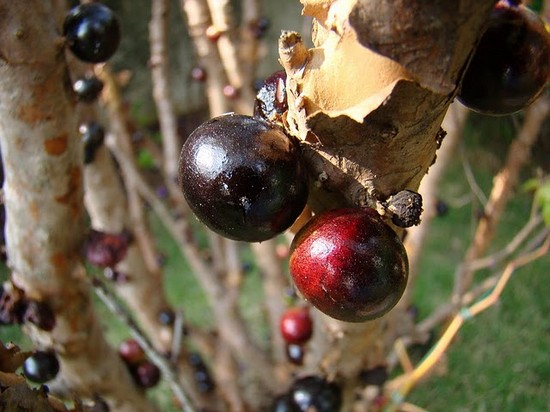 Brazilian Grape Tree3.jpg