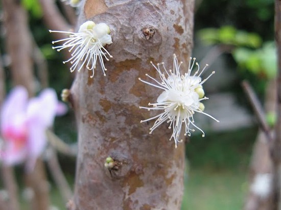 Brazilian Grape Tree5.jpg