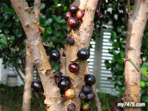 巴西的“树葡萄”，又叫作“嘉宝果（jaboticaba）.jpg