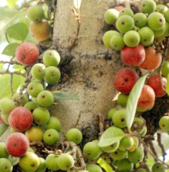 the Sycamore fig, also known as the Queen of Trees in Africa..jpg