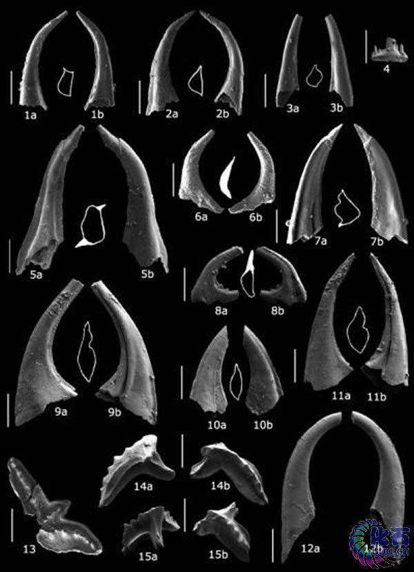 奥陶纪（Ordovician，距今约4.46亿年）的牙形石（conodont）化石。.jpg