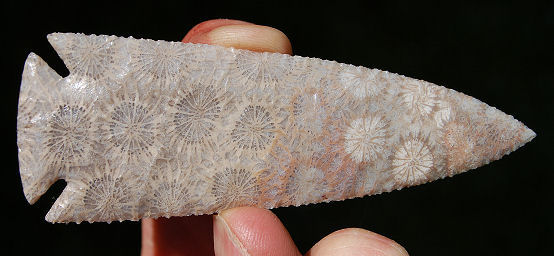Indonesian Coral Dovetail.jpg