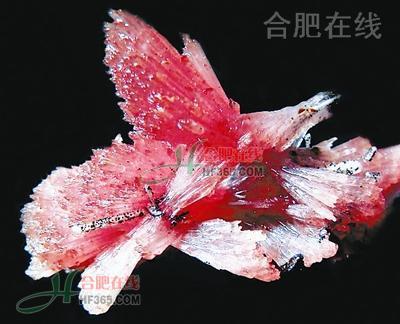 图2 ： 红硅钙锰矿晶