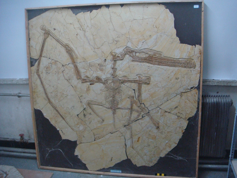S.1 振元翼龙 Pterosaur zhenyuan_副本.jpg