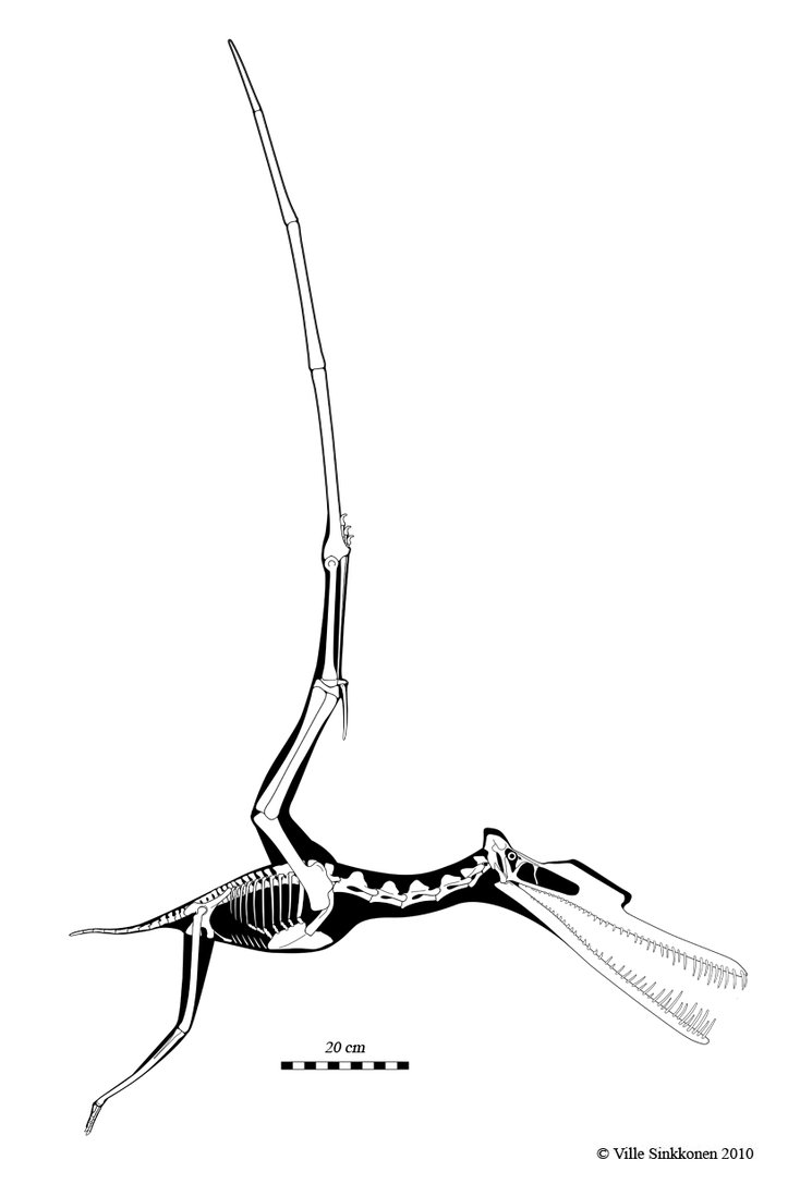 Zhenyuanopterus_skeletal_by_Dinomaniac.jpg