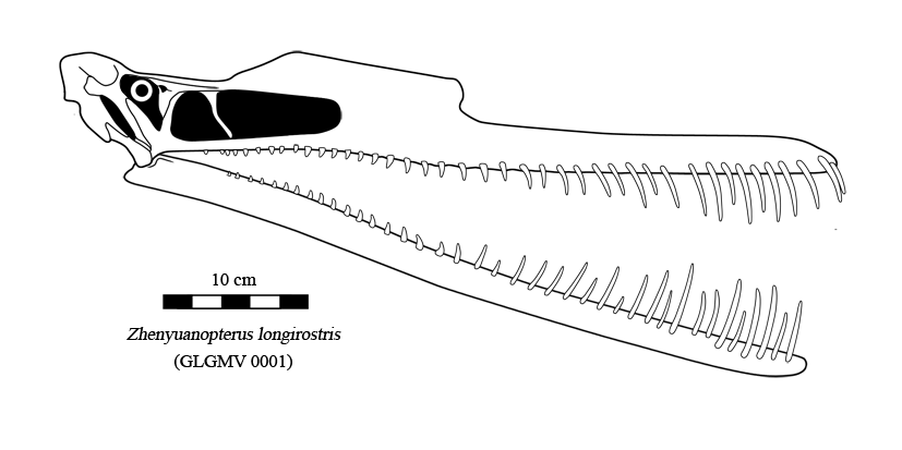 Zhenyuanopterus_skull_rec__by_Dinomaniac.png