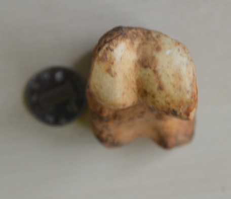 骨头4.jpg