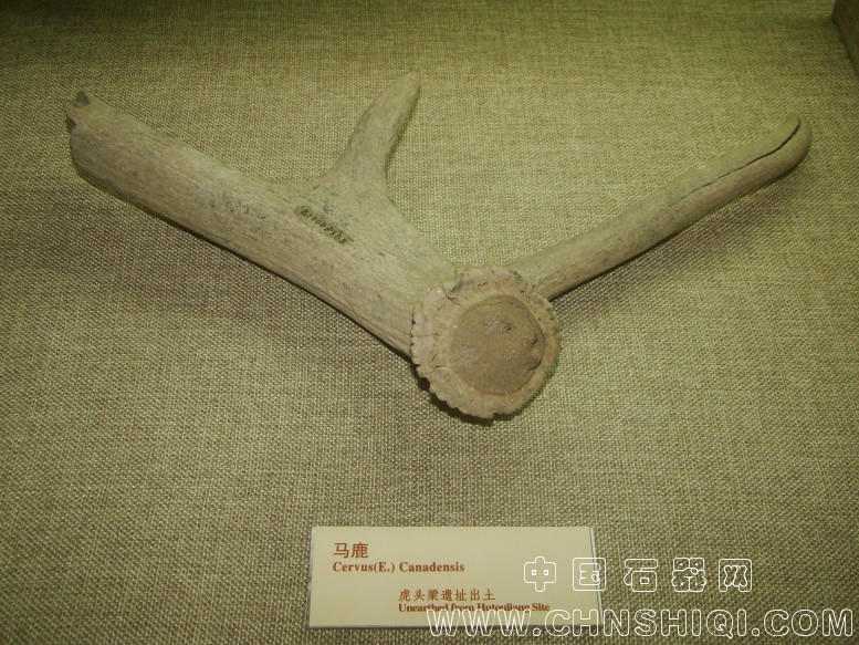 DSC05478.JPG