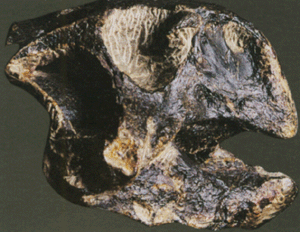 梅勒首鹦鹉嘴龙正型标本，头骨.gif