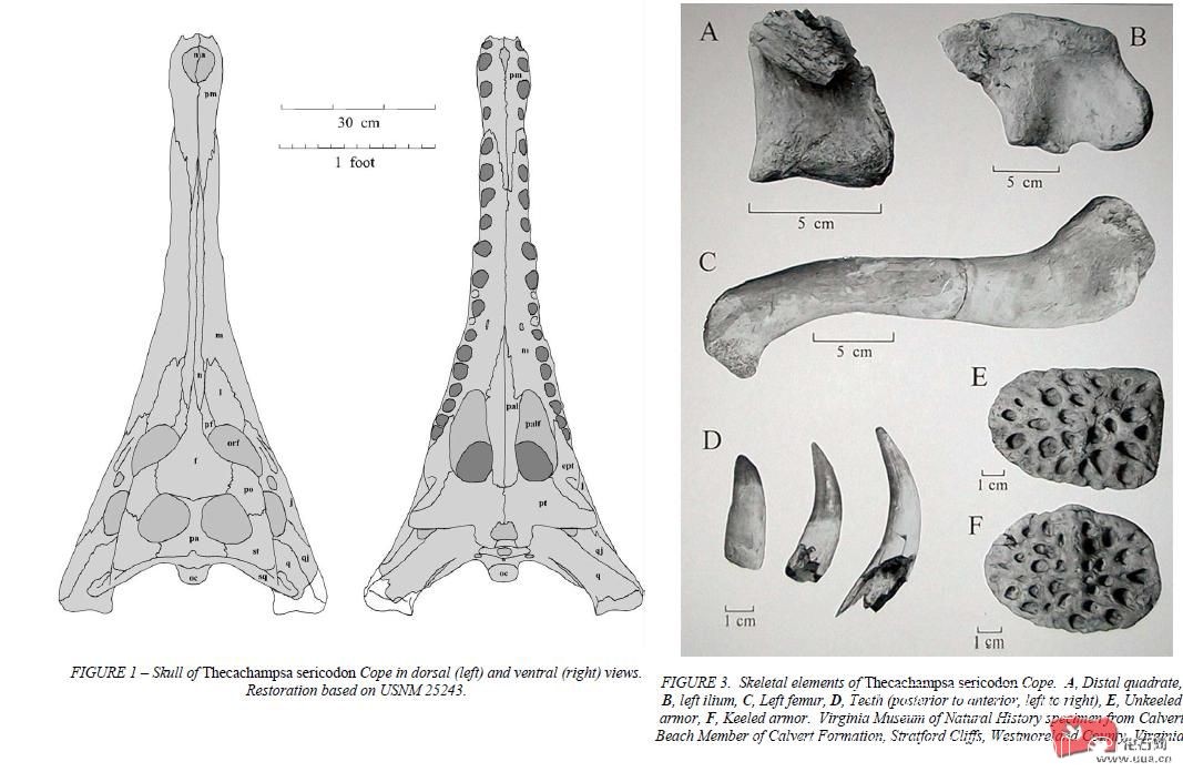 甲鳄属(Thecachampsa)化石被发现于浅海海岸沉积层显示该属生活于海岸 , 甲鳄属(Thecac.jpg