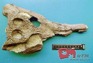 日本浜名湖北岸发现的马来鳄亚科属种化石 , 更新世时期.jpg