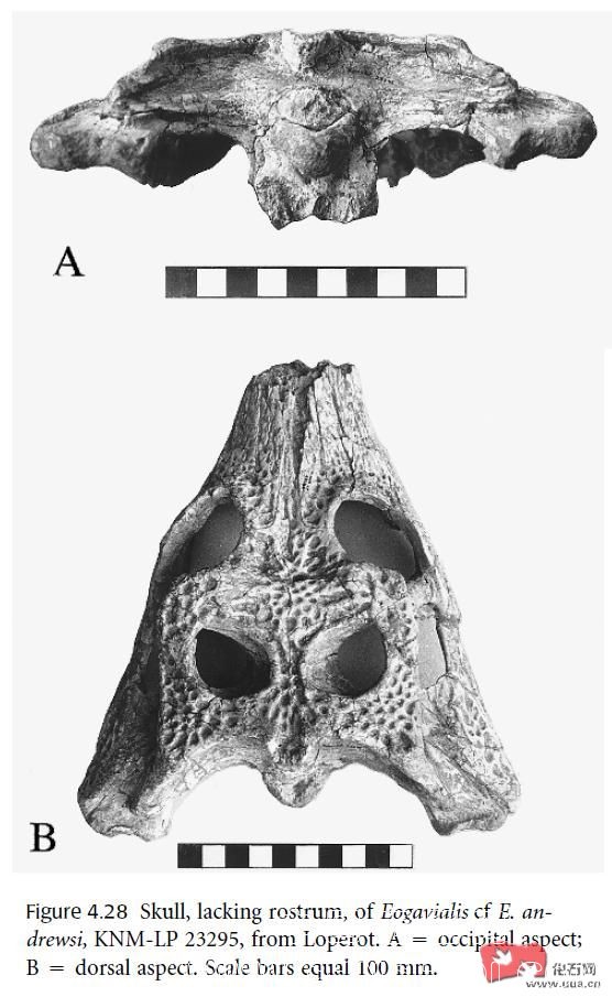 在肯尼亚图尔卡纳西南部盆地发现的安氏始长吻鳄相似种(Eogavialis cf. E. andrewsi)的.jpg
