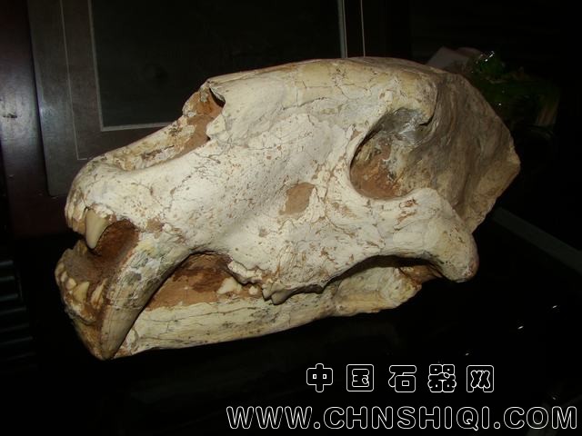剑齿虎.JPG