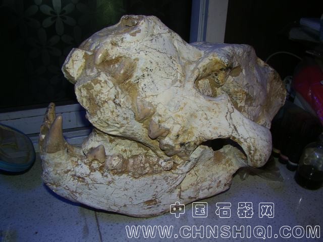 巨鬣狗.JPG