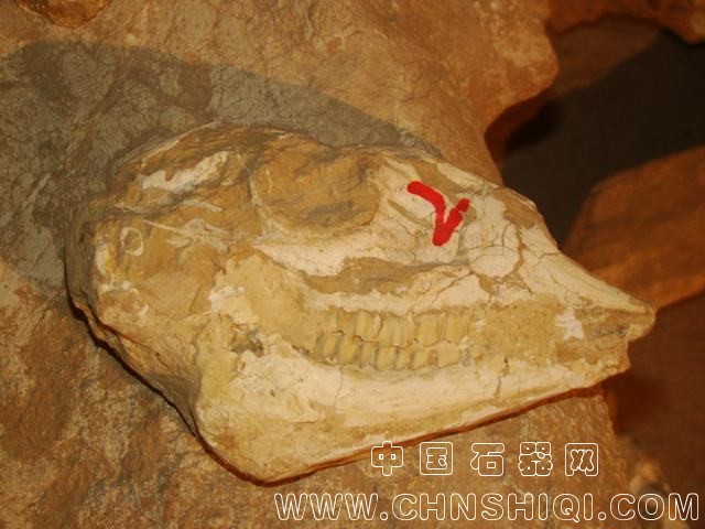 羚羊zzzzz.JPG