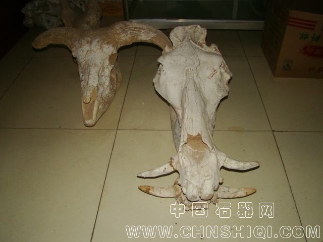 利齿猪2.JPG