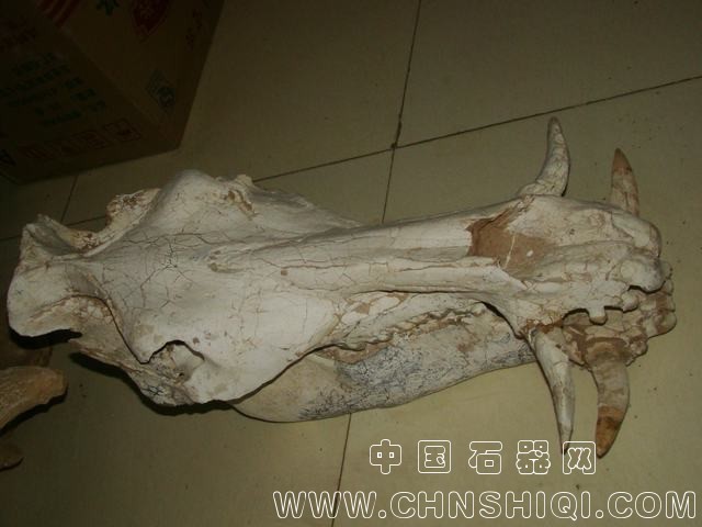 利齿猪.JPG