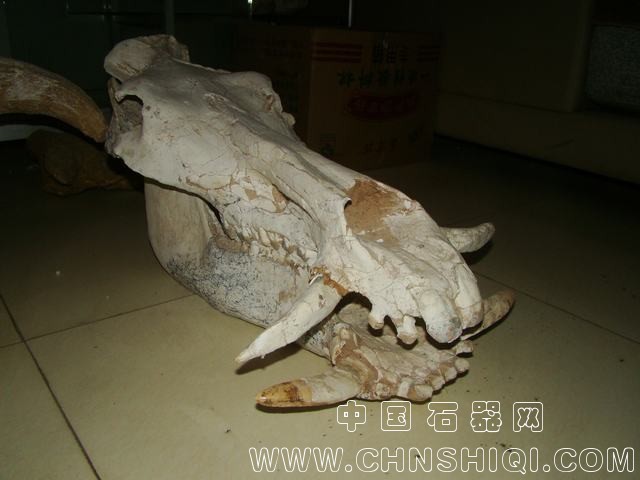 利齿猪1.JPG