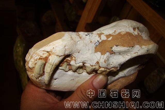 鬣狗.JPG
