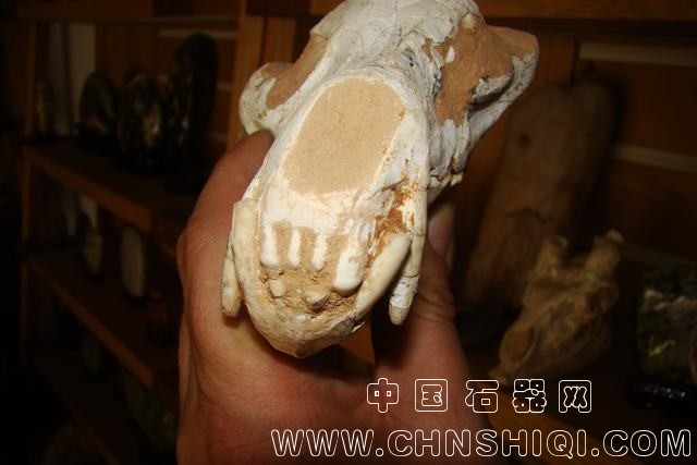 鬣狗2.JPG
