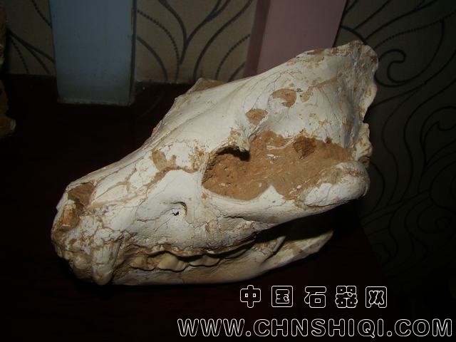 鬣狗-2.JPG