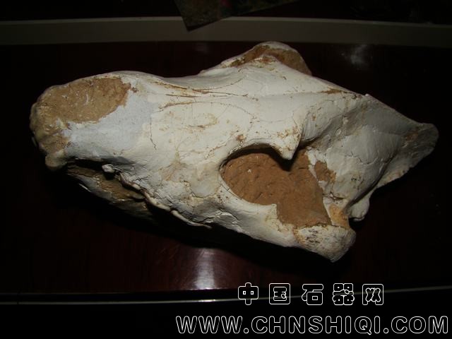 鬣狗-4.JPG