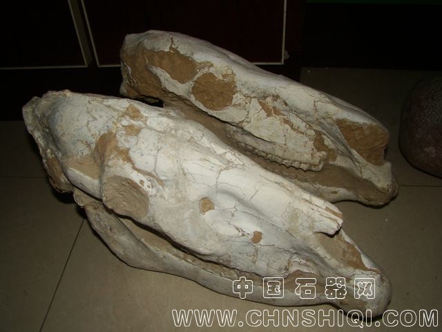三趾马1.JPG
