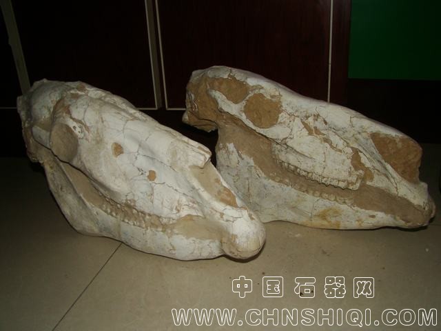 三趾马2.JPG
