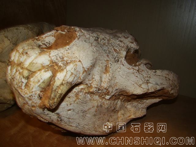 印度熊1.JPG