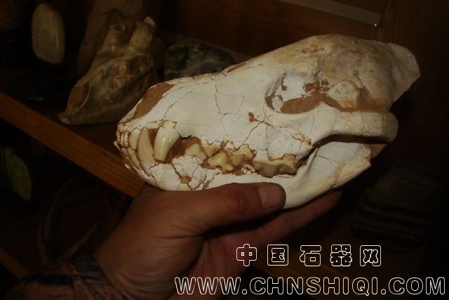 鼬鬣狗.JPG