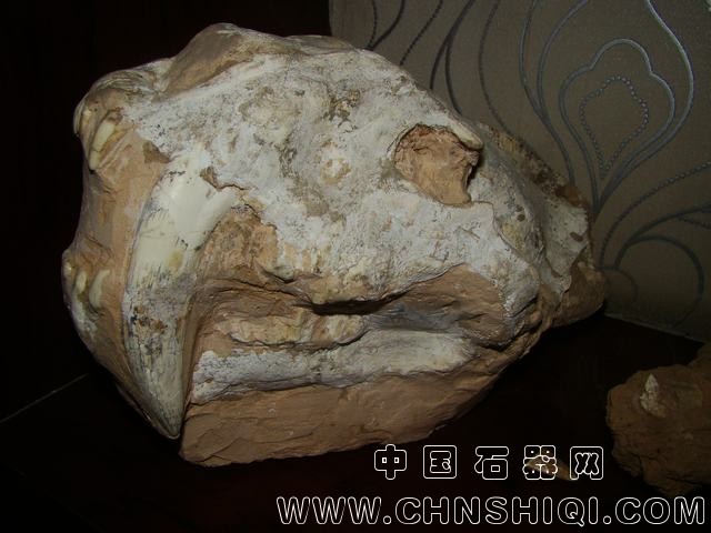 巨颌虎.JPG