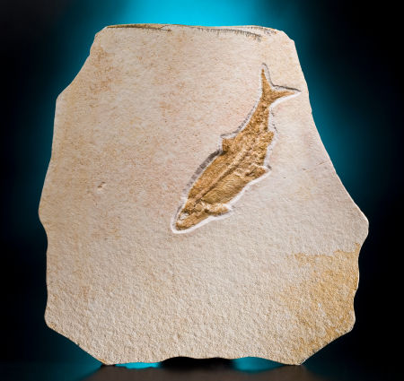 d20.jpg