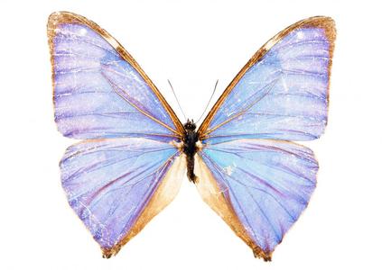 u=1158558509,524443455&amp;fm=23&amp;gp=0.jpg