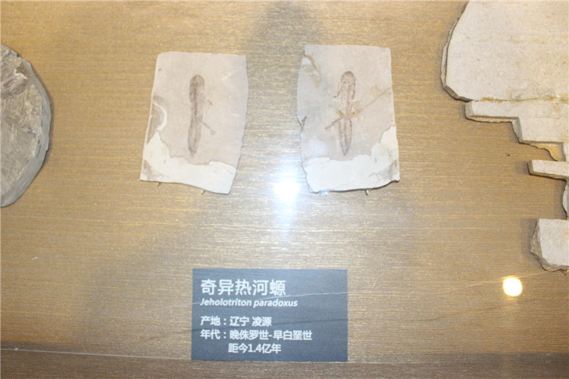 -蝾螈.jpg