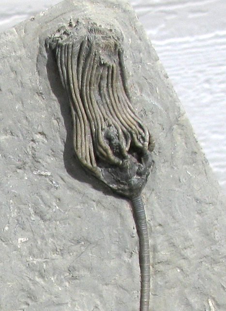 海百合化石2.jpg